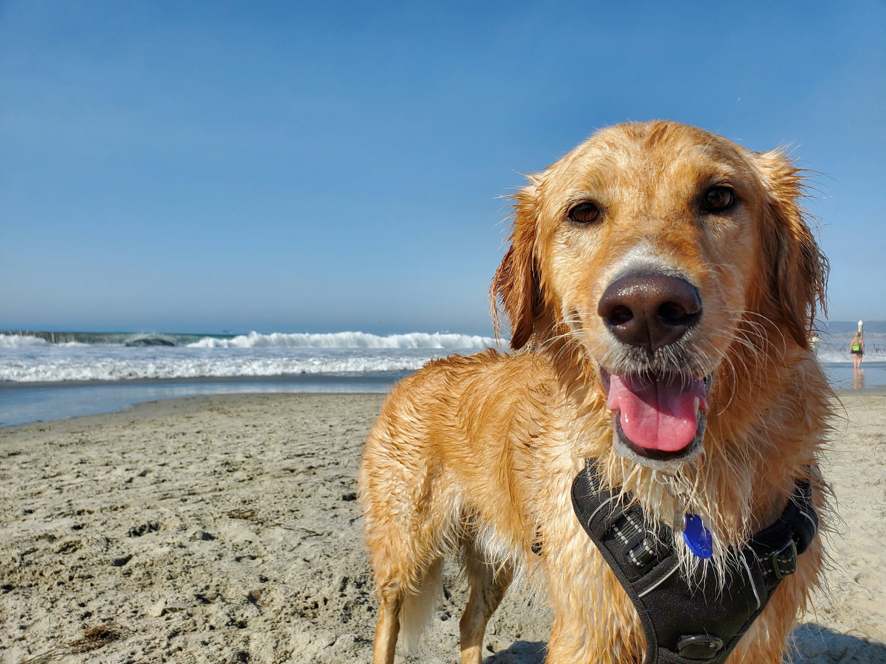 Campismo com cão: onde é aceite e com que regras