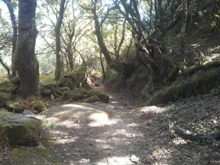 Troço da Geira, a via romana, entre carvalhos em Campo do Gerês